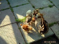 chicks 011.JPG