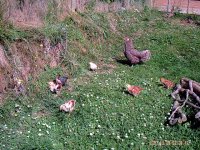 ducks n chicks 2 007.JPG
