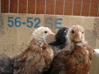 chicks medium.jpg