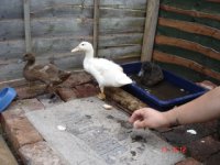 ducks 1.jpg
