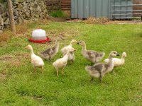 Goslings 006.JPG