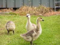 Goslings 009.JPG