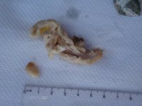 DSC01115-1.JPG