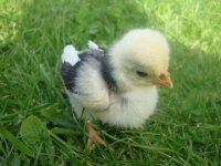 polandchick 001.JPG