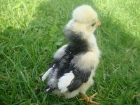 polandchick 002.JPG