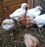 chickens 1_edited.jpg