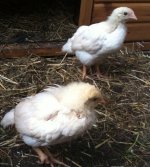 chicks 3_edited.jpg