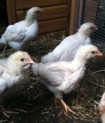 chicks 4_edited.jpg