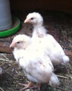 chicks 5_edited.jpg
