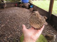 Quail 002.JPG