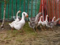 Geese.JPG