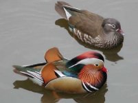 mandarin ducks pr bt july.jpg