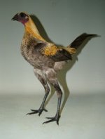 Best-Hard-Feather-Bantam.M.McCullough.jpg