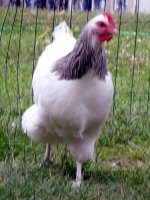 Coronation Sussex 001.jpg