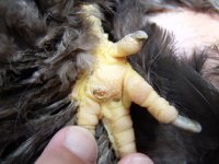 Mollie 3-  scab came off after a soak in a foot bath.JPG