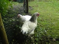 chickens.jpg