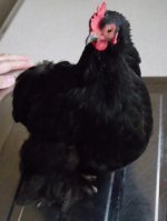 Mollie after her bath.JPG