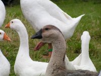 geese 001.JPG geese 001.JPG