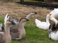 geese 005.JPG geese 005.JPG