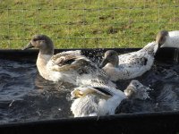 Ducks-in-bath.jpg
