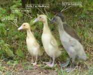 Duck names.jpg