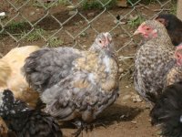 chickensjul2010 008.JPG