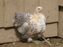 chickensjul2010 002(1).JPG
