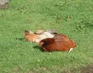 SunbathingRIR Legbar.jpg