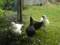 hens.jpg