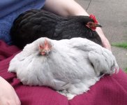Broody cuddle time.JPG