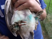 Tillies blue belly.JPG