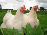 chookens08082010 002.JPG