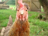 chookens08082010 074.JPG