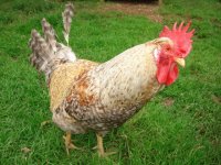 chookens08082010 038.JPG