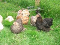 chooks08082010 158.JPG