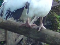 chicken foot.jpg
