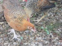 may be hen-1.jpg