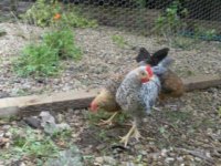 silver cock-1.jpg
