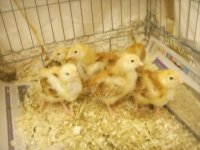 3wkoldchicks.JPG