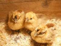 littlesilkies1.JPG