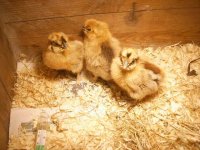 littlesilkies2.JPG