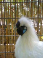 21082010240.jpg