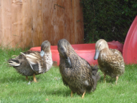 ourducks.png