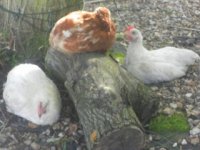 3 little uns chillin-1.jpg
