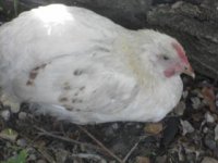 Dorothy or Derek-1.jpg