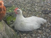 harry or harriet-1.jpg