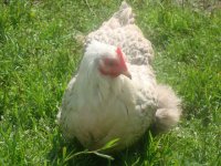 aug2010 110.JPG