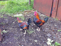 Pic.gif