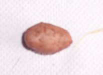 100_4602a.jpg