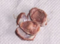 100_4606a.jpg